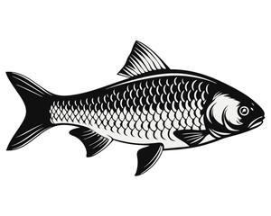 Obraz premium A highly detailed realistic depiction of a european chub fish presented as a standalone graphic element with vibrant colors on a clean background