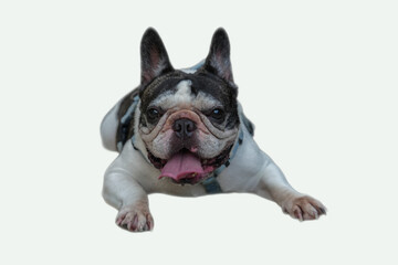 Happy french bulldog lying down, suitable for pet blogs, animal magazines, and social media posts about dogs and happiness
