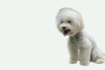  Fluffy white poodle sitting cutely, ideal for pet lovers, dog owners, and animalthemed designs in need of adorable pooch images.