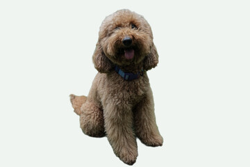 Happy red poodle with blue collar suitable for pet shop advertising, veterinary services brochures, or animal lover social media posts.
