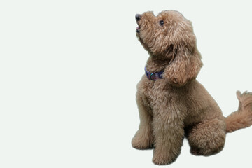 Adorable apricot golden pudel dog suitable for pet products, animal care services, and cute dog themed designs or content creation.