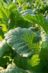 Farm field with  green tobacco plants 