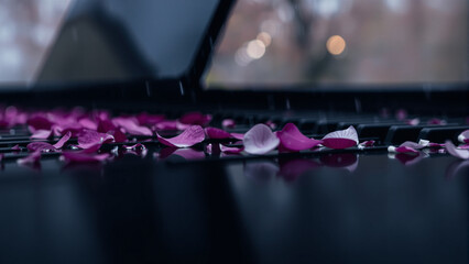 Close-up of pink flower petals scattered on a dark surface with blurred background, capturing the delicate texture and vibrant color contrast in a serene scene