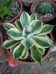 Agave Desert Diamond 💎
