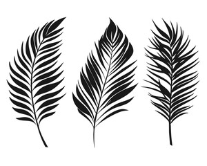 Fototapeta premium Collection of elegant palm leaf silhouettes in various tropical styles perfect for creating naturalistic and exotic decorative elements for your designs