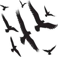 Obraz premium set of silhouettes of birds