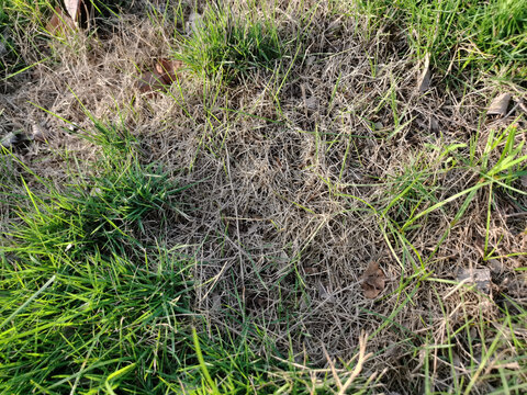 Dead grass top view of the nature background. texture of Green and brown patch. grass texture the lack of lawn care and maintenance until the damage pests fungus and disease field in bad condition.