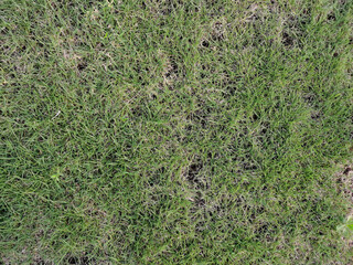 Selective focus of fresh green grass,spring,summer view.