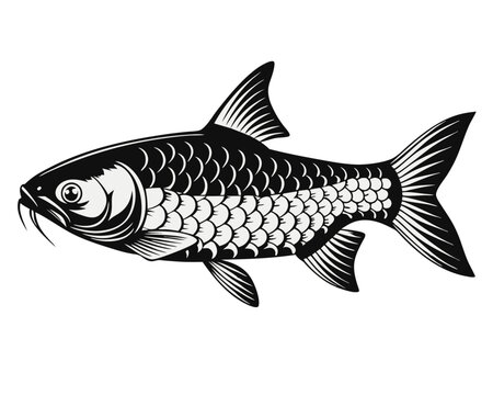 watercolor wels catfish or sheatfish silurus glani 1.svg