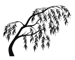 Elegant salix alba l willow tree silhouette with detailed foliage artistic outline natural beauty woodland element botanical artistry and organic growth representation for design projects
