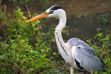Grey Heron in Yala National Park, Sri Lanka