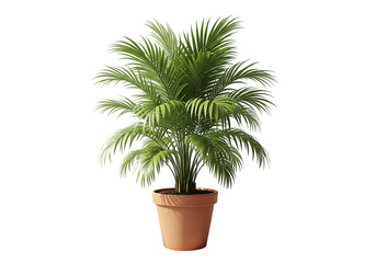 Obraz premium Lush green palm plant in terracotta pot potted plant