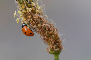Macro Shot of Ladybird Climbing Seed Head of Grass Plant, Detailed Insect and Botanical Texture