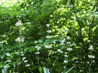 ヤブミョウガの花と実