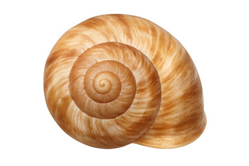 Close-up of an empty, polished snail shell with a beautiful spiral pattern, isolated on a transparent background