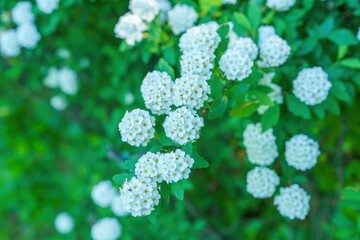 ひっそりと咲く満開のコデマリの花