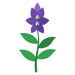 larkspur flower on white background