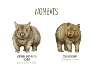 Common wombat and northern hairy-nosed wombat hand drawn watercolor realistic illustration. Australian native marsupial mammal. Australia wombat endangered endemic animal set on white background