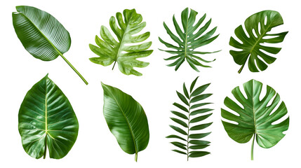 Set of tropical monstera leaf isolated on white background png transparent clipart.