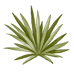 Hand drawn tropical exotic leaves, jungle leaves, botanical watercolor illustration, set isolated on white background.