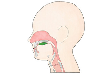 消化器の解剖生理　摂食嚥下の5期モデル　準備期