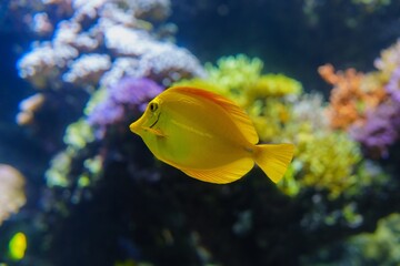 A close-up captures the vibrant beauty of a Yellow Tang swimming gracefully among a colorful coral reef, showcasing the exotic allure and intricate detail of marine life.