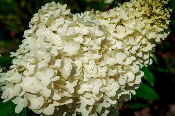 This beautiful photograph showcases a white Hydrangea Paniculata flower. Its delicate petals form a...
