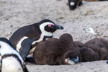African Penguin -Spheniscus demersus, also known as the Cape Penguin, at the Boulders Beach Penguin...