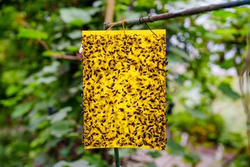 A yellow sticky insect trap filled with dead flies hangs in a garden. This pest control tool effectively captures unwanted insects, protecting plants from damage and ensuring healthy growth.