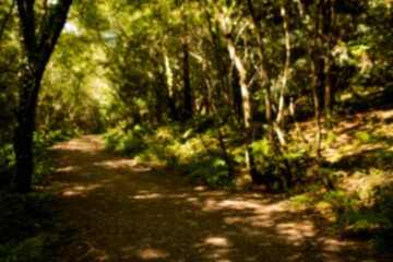 Footpath in forest on sunny day