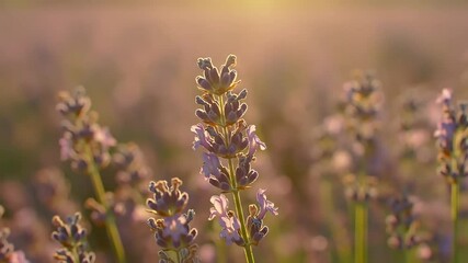 A single stalk of lavender bathed in golden sunlight stands tall amidst a blurred field of its brethren, creating a serene, dreamy ambiance