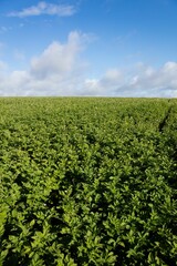 Flat design agricultural field showing green leafy crops growing in neat rows under cloudy sky