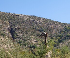 Giraffe amidst trees in forest © vectorfusionart