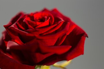 Vector art showing vibrant red rose opening velvety petals green stem on neutral grey backdrop