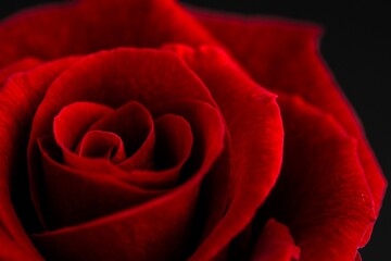 Extreme close-up of red rose