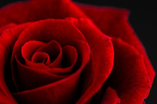 Fototapeta Extreme close-up of red rose