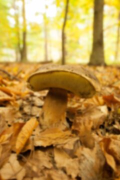 Fototapeta Mushroom growing during autumn