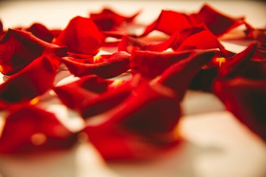 Fototapeta Scattered red rose petals on table