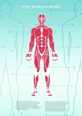 Human body structure poster