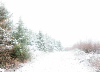 Naklejka premium Flat design showing snowy clearing with dense evergreen conifer trees underbrush and bare shrubs