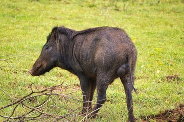 Indian Boar in Yala National Park, Sri Lanka