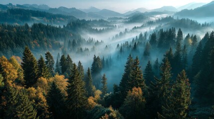 Fototapeta premium aerial shot of foggy sunrise in a pine forest