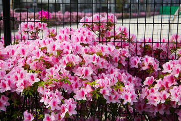 Pink azaleas bloom beautifully along a fence in Tokyo. Japan