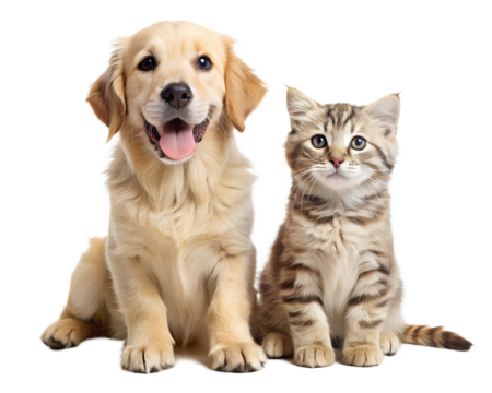 Cute golden retriever puppy and tabby kitten sitting together isolated on white background