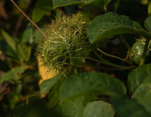 A close-up of the unripe green fruit of the Stinking Passionflower (Passiflora foetida), encased in...
