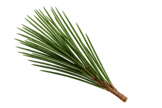 Green pine branch closeup, sharp needles spreading outward, transparent backdrop, perfect for graphic design and digital compositions
