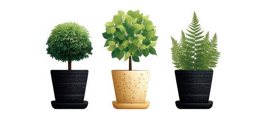 Three distinct potted plants in decorative pots showcasing varying foliage textures and shapes