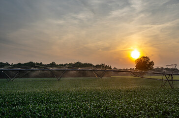 Sprinkling system. Farm fields and farm scenery. Sunset on the farm. Farming planting and watering...