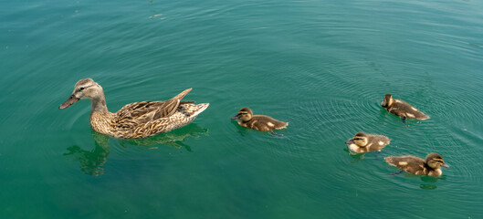 Cute ducklings with mother duck. Wild ducks enjoying summer day. Family of ducks gliding across the...