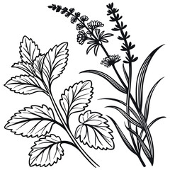 Black and white botanical herb illustration